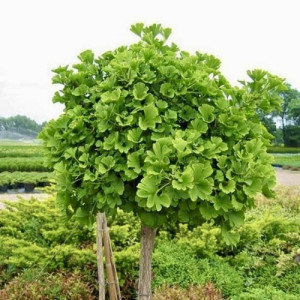 Гінкго Білоба