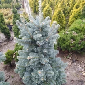 Ялиця гірська "Argentea"