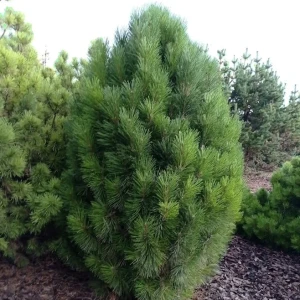 Сосна чорна Kleiner Turm" (Кляйнер Турм)