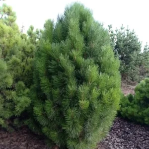 Сосна корейська "Морріс Блу"