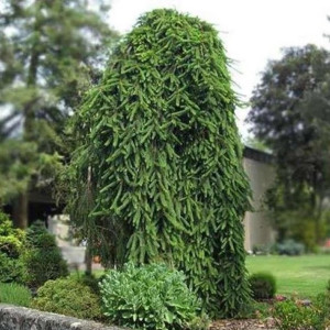 Ялина звичайна Інверса