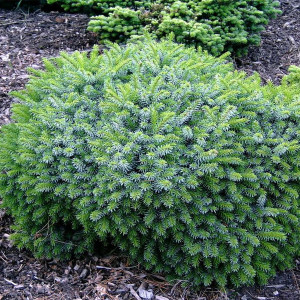 Ялина сербська "Карел"