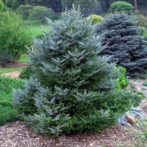 Ялиця корейська