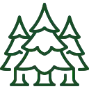 Хвойні дерева та кущі