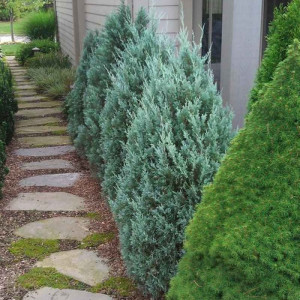 Ялівець cкельний  "Скайрокет"(Juniperus  scopulorum Skyrocket)