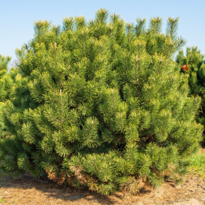 Сосна гачкувата