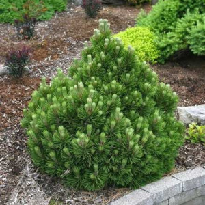 Сосна білокора "Мінт Трафл"