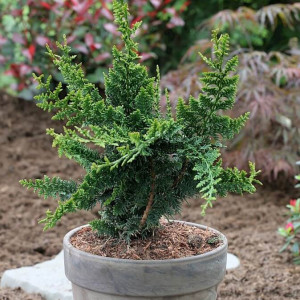 Кипарисовик тупий "Тедді Бір"