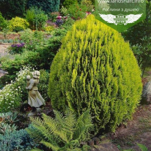 Туя складчаста "Ауреа Нана"