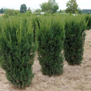 Тис ягідний 'Хіллі'