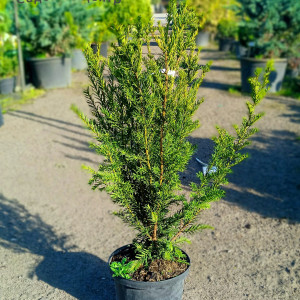 Тис середній 'Groenland'