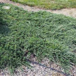 Ялівець горизонтальний Wiltonii