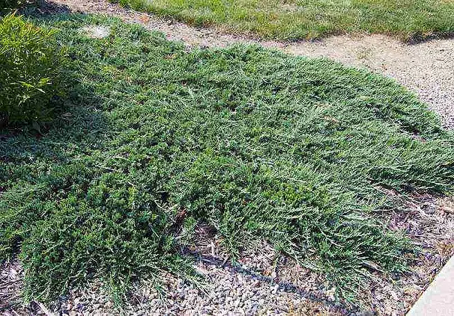 Ялівець горизонтальний Wiltonii