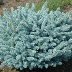 Ялина колюча "Глаука Глобоза"