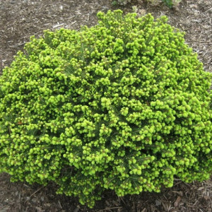 Ялина звичайна "Літл Джем"