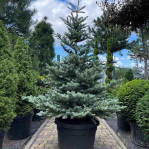 Ялиця корейська Глаука