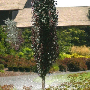 Слива колоновидна "Crimson Pointe"