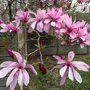 Магнолія Бетті (рожева)