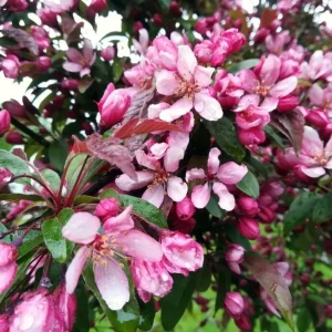 Яблуня декоративна "Ред Обеліск" (Malus Red Obelisk)