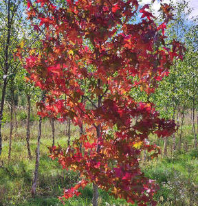 Ліквідамбар