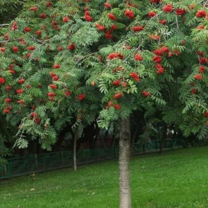 Горобина плакуча