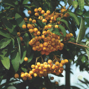 Горобина "Голден Вандер" (Sorbus Golden Wonder)