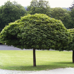 Клен гостролистий "Глобосум" (Acer platanoides Globosum)
