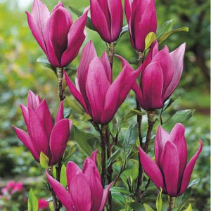 Магнолія гібридна Сюзан