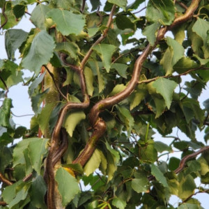 Береза плакуча "Спайдер Аллей"