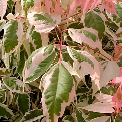 Клен ясенелистий "Фламінго"