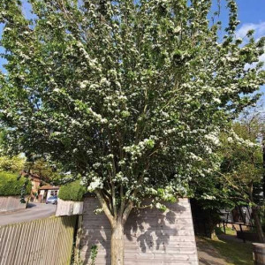 Глід колоновидний "Стрікта"  Stricta