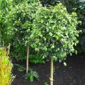 Береза куля на штамбі