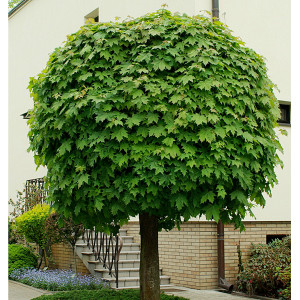 Клен гостролистий