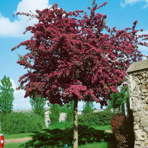 Глід звичайний "Пауль Скарлет" (Crataegus media "Paul's Scarlet")