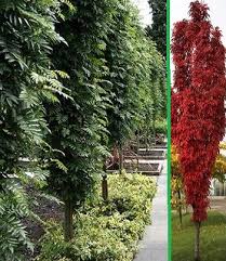 Горобина "Autumn Spire"