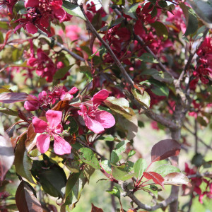 Яблуня "Роялті" (Malus Royalty)