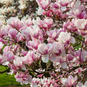 Магнолія Суланджа Сатісфекшн