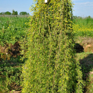 Карагана деревовидна плакуча "Уолкер" (Caragana arborescens Walker)