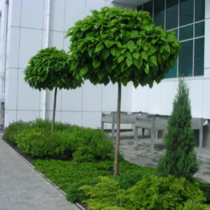 Катальпа "Нана"