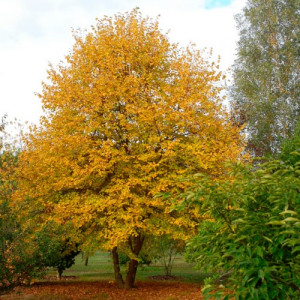 Липа серцелиста Вінтер Оранж