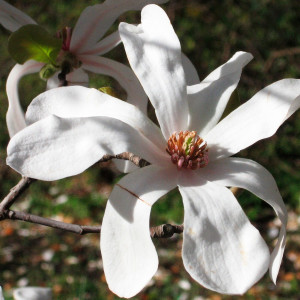 Магнолія Лебнера