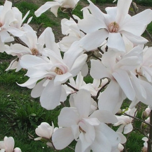 Магнолія зірчаста  Роял Стар