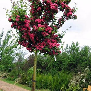 Глід звичайний строкатий (куля на штамбі)