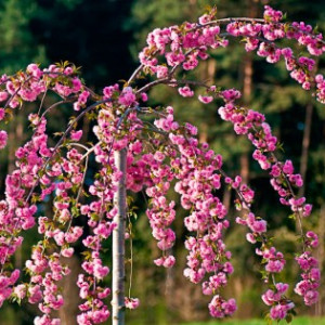 Сакура Кіку Шідаре