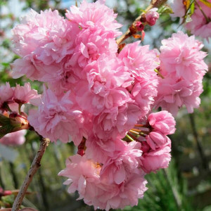 Сакура Канзан