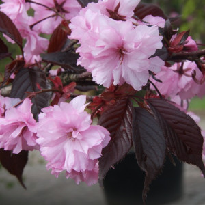 Сакура Роял Бургунді