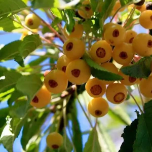 Разом з вами (10)