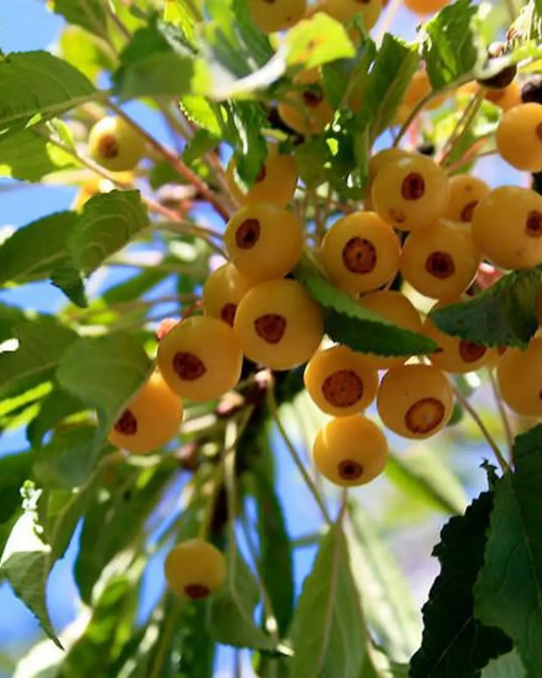 Разом з вами (10)