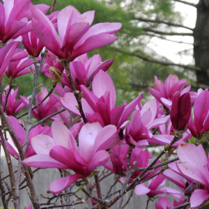 Магнолія Ріккі (рожева)