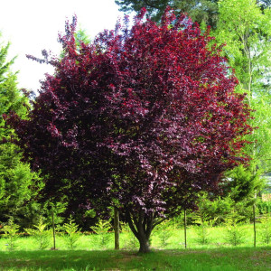 Слива вишневоплідна Пісарді (Prunus cerasifera Pissardii)